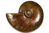 Polished Red Flash Ammonite (Cleoniceras) Fossil - Madagascar #367721-1
